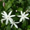 Jasmin Sauvage étoilé - Jasminum Multipartitum -Jadine Clat Boutique Jasminum multipartitum 83641 1