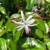 Jasminum Nitidum - Jasmin -Jadine Clat Boutique Jasminum nitidum 89985 1