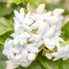 Jasmin D'Arabie - Jasminum Sambac