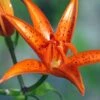 Lis Botanique - Lilium Tsingtauense NU 2 Lis Botanique - Lilium Tsingtauense NU -Jadine Clat Boutique Lilium tsingtauense 4225 1