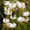 Lis Botanique - Lilium Martagon Var. Album (blanc) -Jadine Clat Boutique Lis Martagon album 4118 2