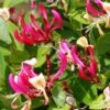 Chèvrefeuille Grimpant - Lonicera Periclymenum Fragrant Cloud® -Jadine Clat Boutique Lonicera Fragrant Cloud 681453 1