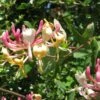 Chèvrefeuille, Lonicera Caprifolium -Jadine Clat Boutique Lonicera caprifolium 771624 1