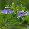 Passiflora Incarnata - Passiflore Officinale -Jadine Clat Boutique Passiflora incarnata 85078 1
