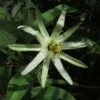 Passiflora Mucronata - Fleur De La Passion -Jadine Clat Boutique Passiflora mucronata 87021 1
