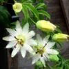 Passiflore Caerulea Constance Elliott - Fleur De La Passion Blanche 1 Passiflore Caerulea Constance Elliott - Fleur De La Passion Blanche -Jadine Clat Boutique Passiflora caerulea constancee elliot hortulus ld 681319 1