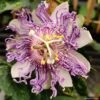 Passiflore Eia Popeia - Passiflora (x) Incarnata -Jadine Clat Boutique Passiflore Eia Poppeia IF 17377 1