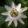 Passiflore, Fleur De La Passion - Passiflora Caerulea Clear Sky -Jadine Clat Boutique Passiflore Fleur de la passion Passiflora caerulea Clear Sky copyright 1009182 1