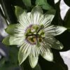 Passiflore - Passiflora White Lightening -Jadine Clat Boutique Passiflore Passiflora White Lightening copyright 1009201 1