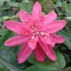 Passiflore Insignis Pink Passion - Fleur De La Passion -Jadine Clat Boutique Passiflore insignis Pink Passion 681331 1
