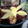 Pleione Forrestii -Jadine Clat Boutique Pleione forestii 1178 1
