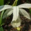 Pleione Formosana Alba -Jadine Clat Boutique Pleione formosana alba 1130 1