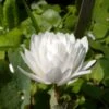 Sanguinaria Canadensis Flore Pleno - Sanguinaire -Jadine Clat Boutique Sanguinaria canadensis florepleno ld weisserstier 8474 1