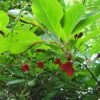 Schisandra Chinensis - Baie Aux 5 Saveurs 2 Schisandra Chinensis - Baie Aux 5 Saveurs -Jadine Clat Boutique Schisandra chinensis 78361 1