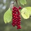 Schisandra Chinensis Sadova N°1 - Baie Aux 5 Saveurs Autofertile -Jadine Clat Boutique Schisandra chinensis Sadova 89688 1