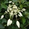 Schizophragma Hydrangeoides Windmills -Jadine Clat Boutique Schizophragma hydrangeoides Windmills 83534 1