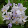 Solanum Jasminoides Bleu - Morelle Faux-jasmin -Jadine Clat Boutique Solanum jasminoides Bleu 83508 1