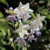 Solanum Jasminoides - Morelle Faux Jasmin -Jadine Clat Boutique Solanum jasminoides Morelle faux jasmin copyright 182781 1