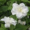 Trillium Grandiflorum Flore Pleno - Trille Blanc à Fleurs Doubles -Jadine Clat Boutique Trillium grandiflorum Flore Pleno ld 5017 2