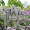 Glycine Japonaise - Wisteria Floribunda Macrobotrys De Belder -Jadine Clat Boutique Wisteria floribunda Macrobotrys De Belder 1009542 1