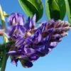 Glycine - Wisteria Frutescens Longwood Purple -Jadine Clat Boutique Wisteria frutescens Longwood Purple 845911 1