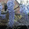 Glycine Blue Moon - Wisteria Frutescens Var. Macrostachya -Jadine Clat Boutique Wisteria macrostachya Blue Moon 88235 1