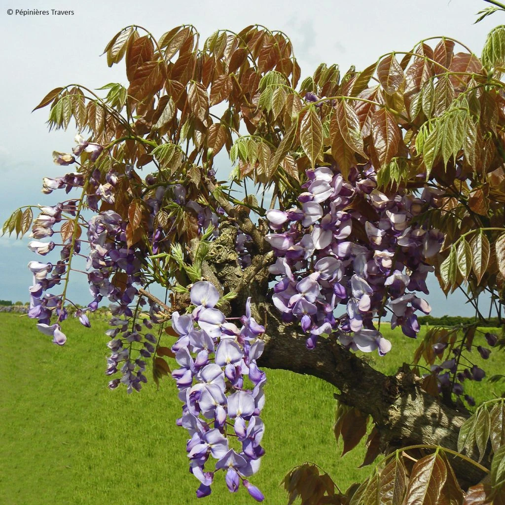 Glycine De Chine Blue Line - Wisteria Sinensis 3 Glycine De Chine Blue Line - Wisteria Sinensis