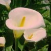 Zantedeschia Aethiopica Pink Mist - Arum D'Ethiopie Rose Pâle. -Jadine Clat Boutique Zantedeschia Pink Misty 6930 1