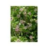 Araujia Sericifera Rosea - Plante Cruelle 2 Araujia Sericifera Rosea - Plante Cruelle -Jadine Clat Boutique araujia sericifera rosea 1009642 1