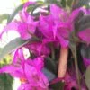Bougainvillier Glabra Sanderiana -Jadine Clat Boutique bougainvillee glabra sanderiana 87011 1