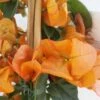 Bougainvillier Spectabilis Orange -Jadine Clat Boutique bougainvillee spectabilis orange 87007 3