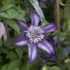 Clématite - Clematis Cassis -Jadine Clat Boutique clematis cassis 681390 2