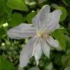 Clématite - Clematis Jackmanii Alba -Jadine Clat Boutique clematis jackmanii alba 81380 1