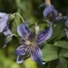Clématite - Clematis Saphyra Indigo -Jadine Clat Boutique clematis saphyra indigo 681391 1