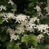 Clématite - Clematis Terniflora -Jadine Clat Boutique clematite terniflora 681522 1