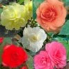 Collection 15 Begonias Grandifloras -Jadine Clat Boutique collection begonias 51256 1