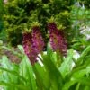 Eucomis Comosa Leia - Eucomide Rose 2 Eucomis Comosa Leia - Eucomide Rose -Jadine Clat Boutique eucomis comosa leia 86060 p