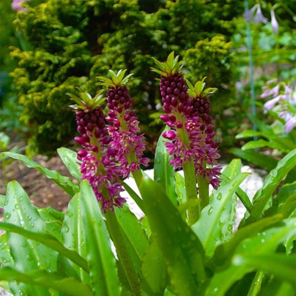 Eucomis Comosa Leia - Eucomide Rose 3 Eucomis Comosa Leia - Eucomide Rose