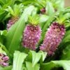 Eucomis Comosa Sparkling Burgundy® - Eucomide Rose à Feuillage Pourpre -Jadine Clat Boutique eucomis comosa sparkling burgundy eucomide rose feuillage pourpre IF 69261 1