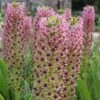 Eucomis Comosa Pink Gin - Fleur Ananas -Jadine Clat Boutique eucomis pink gin 15550 1