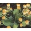 Scadoxus Ou Haemanthus Albiflos -Jadine Clat Boutique haemanthus.albiflos