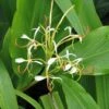 Hedychium Spicatum -Jadine Clat Boutique hedychium spicatum 6796 1