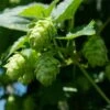 Houblon Vert - Humulus Lupulus Magnum -Jadine Clat Boutique humulus lupulus magnum 66835 2 1