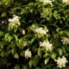 Hortensia Grimpant - Hydrangea Seemanii -Jadine Clat Boutique hydrangea grimpant seemanii 0602 1