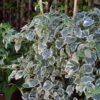 Hortensia Grimpant - Hydrangea Petiolaris Silver Lining -Jadine Clat Boutique hydrangea petiolaris silver lining 813003 3