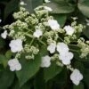 Hortensia Grimpant - Hydrangea Semiola -Jadine Clat Boutique hydrangea semiola 67844 1