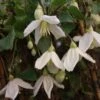 Clématite - Clematis Cirrhosa Jingle Bells -Jadine Clat Boutique ilex aquifolium silver queen 87278 1