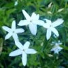 Jasmin Des Açores - Jasminum Azoricum -Jadine Clat Boutique jasminum azoricum 83639 5