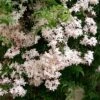 Jasmin - Jasminum Polyanthum -Jadine Clat Boutique jasminum polyanthum 80029 1