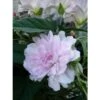 Liseron Du Japon Grimpant Flore Pleno - Calystegia Hederacea 2 Liseron Du Japon Grimpant Flore Pleno - Calystegia Hederacea -Jadine Clat Boutique liseron du japon grimpant flore pleno 87689 1